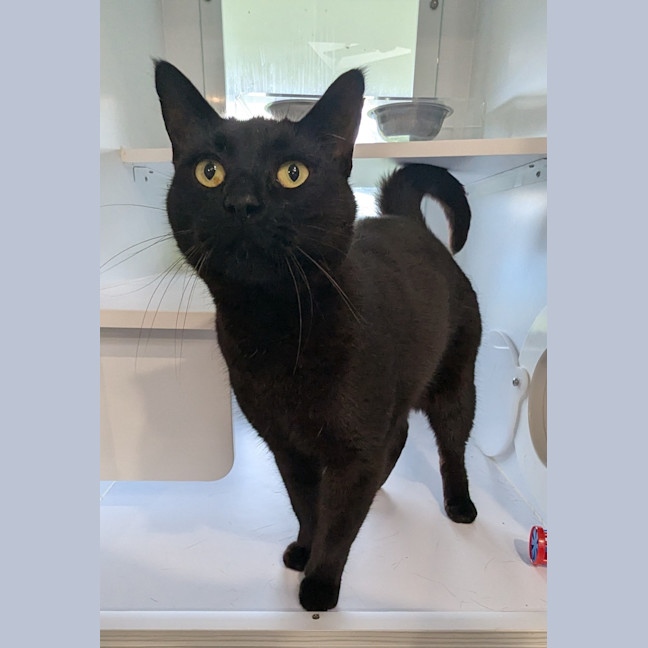 Photo of Batman