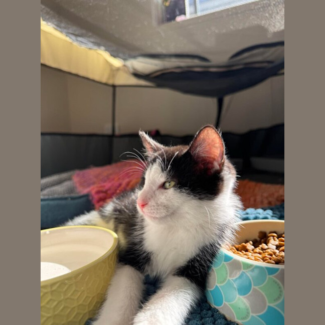 Photo of Flit