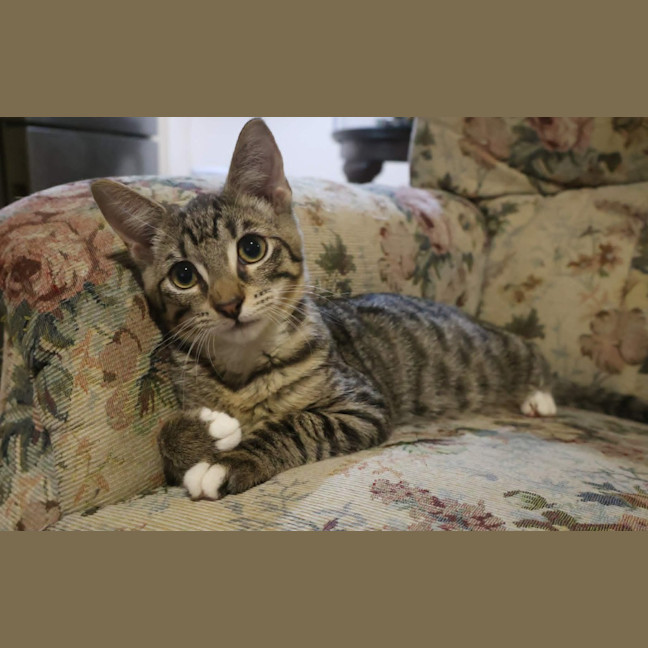 Photo of Blueberry