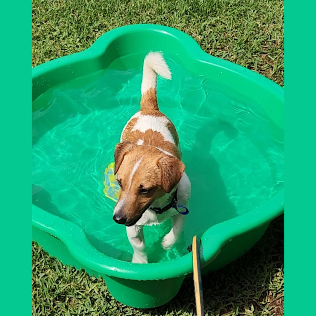 Photo of Snuggles   1 Year Old Jack Russell 