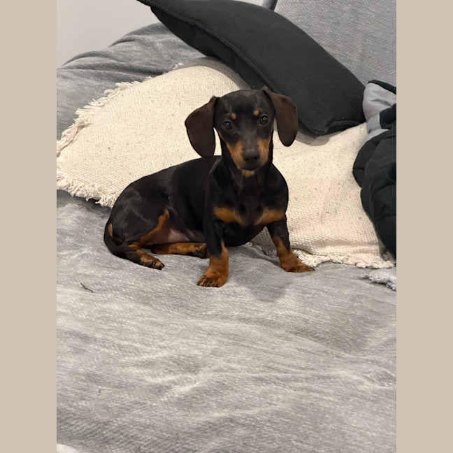 Photo of Sequin