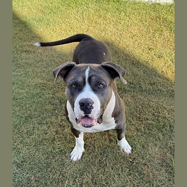 Photo of Biggie *$250 Adoption Fee*