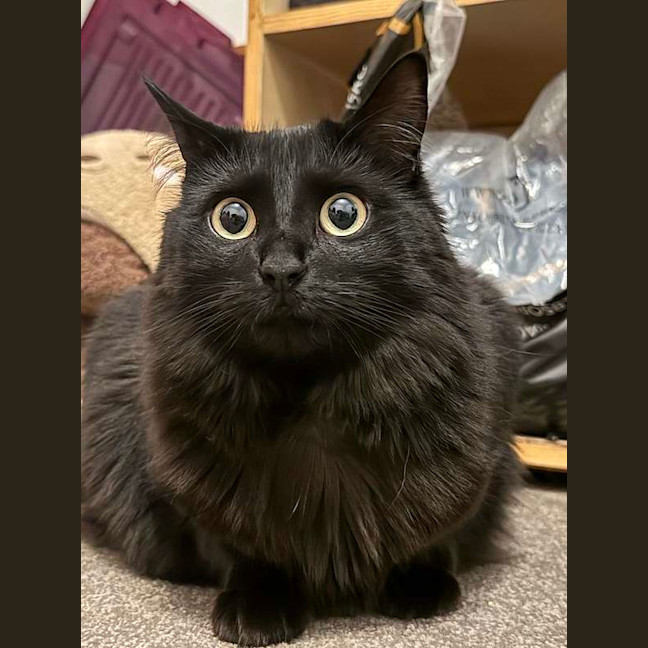 Photo of Luna