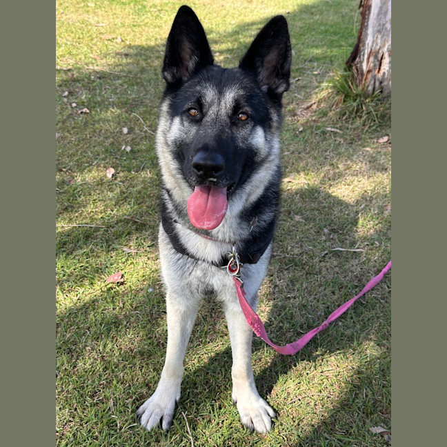 Photo of Akira