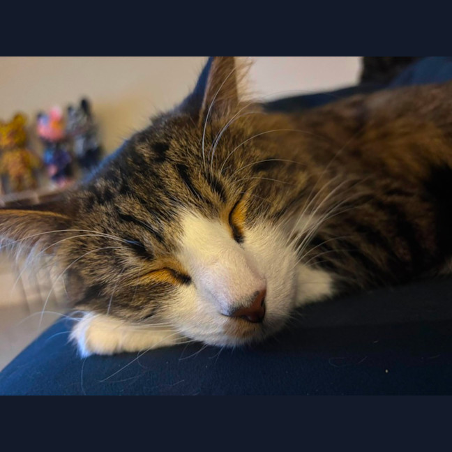 Photo of Wikka