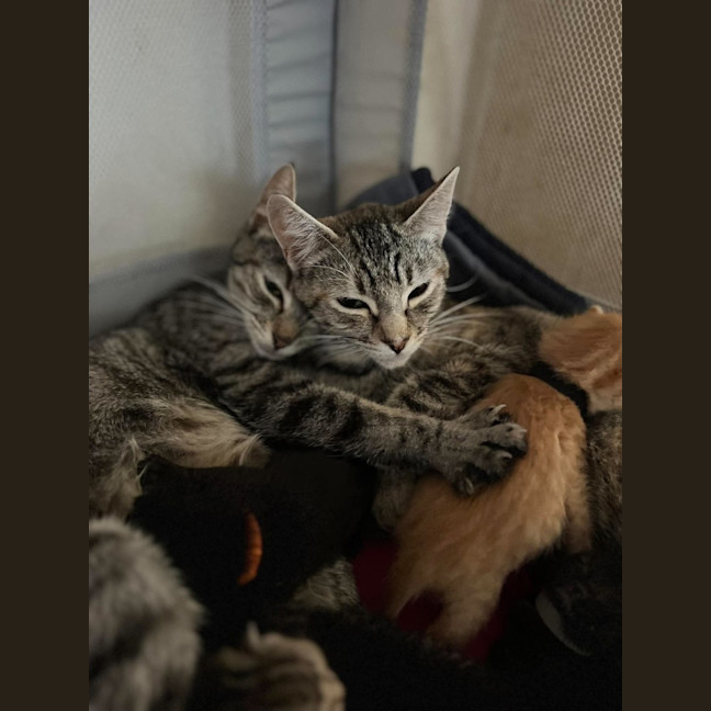 Photo of Hana And Cersei