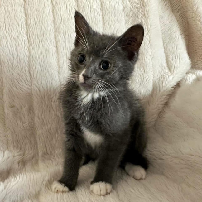 Photo of 11445   Puma