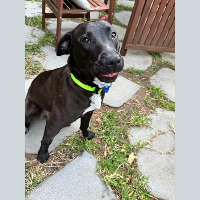 Photo of Bobby *$350 Adoption Fee*