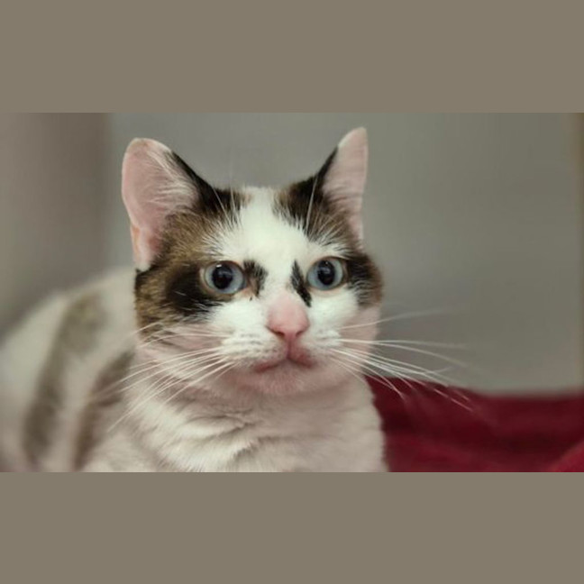 Photo of Bandit 