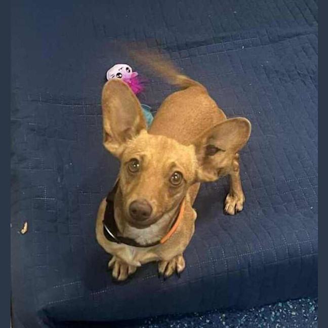 Photo of Hank