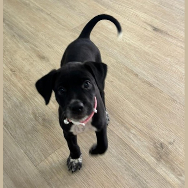 Photo of Kahlua