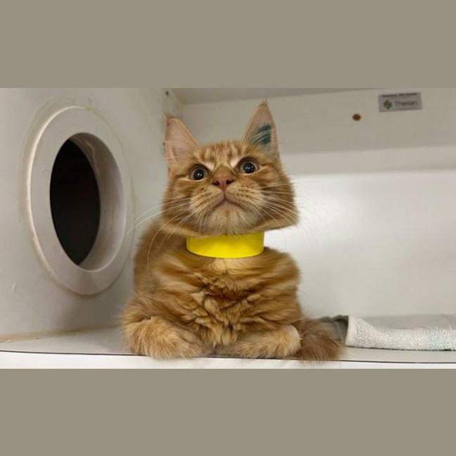 Photo of Pumpkin