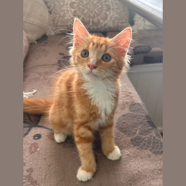 Photo of Ron Weasley (Ex Barney)