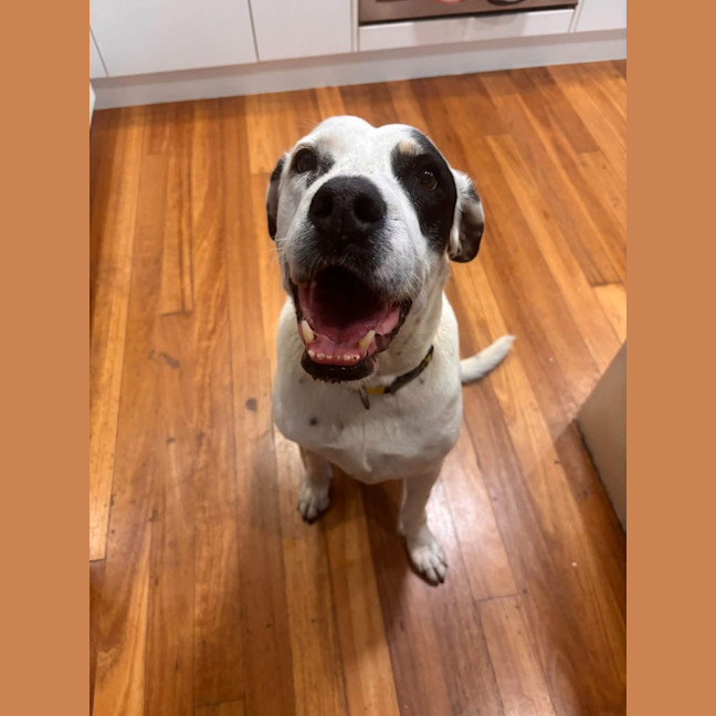 Photo of Koda