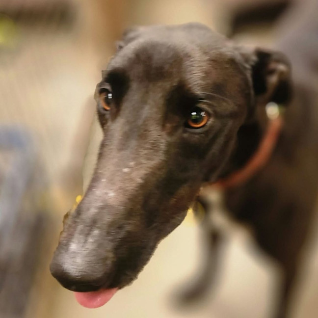 Photo of Cyril The Greyhound