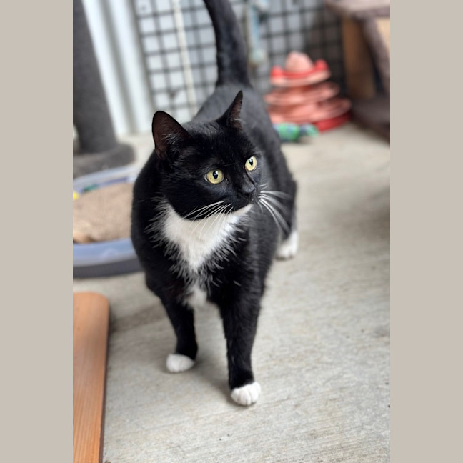 Photo of Piper