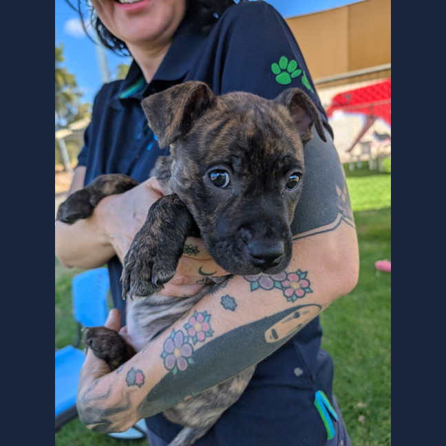 Photo of Cobalt