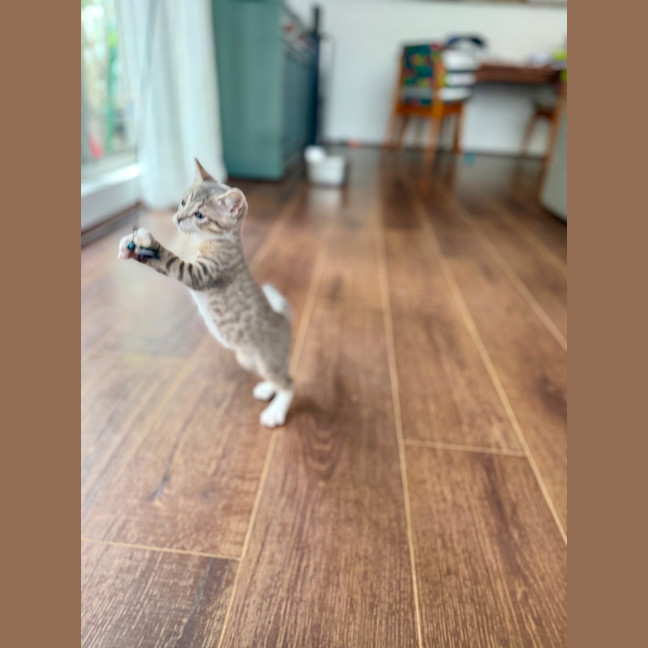 Photo of Black Pearl