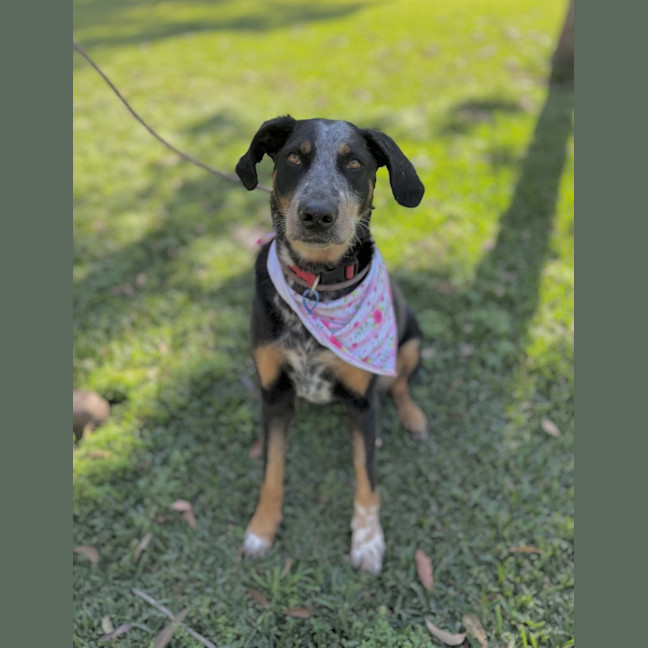 Photo of Luxi *$250 Adoption Fee*