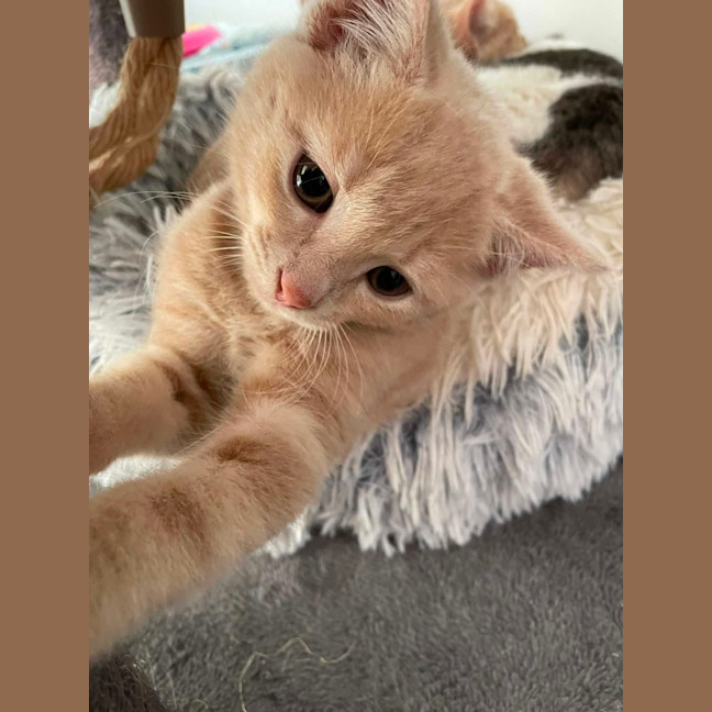 Photo of Simba   In Foster Care In Bentleigh East