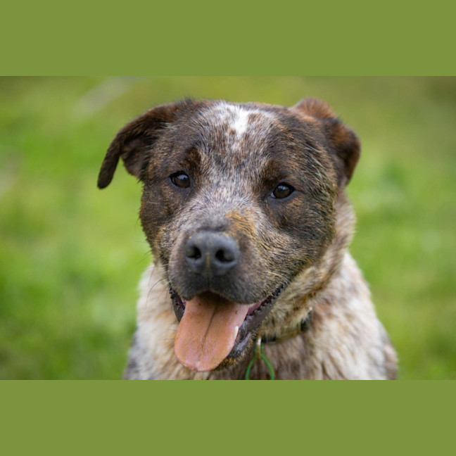 Photo of Prancer