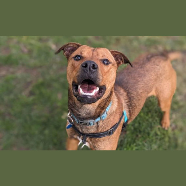 Photo of Rocco