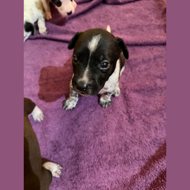 Photo of Rossi (Bessie's Puppy)