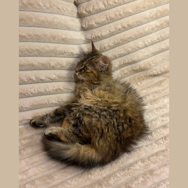 Photo of Puma