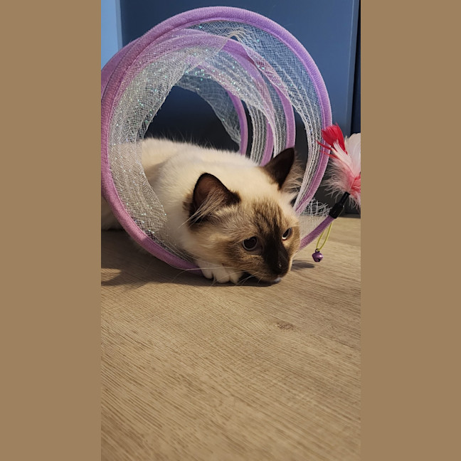 Photo of Zorro
