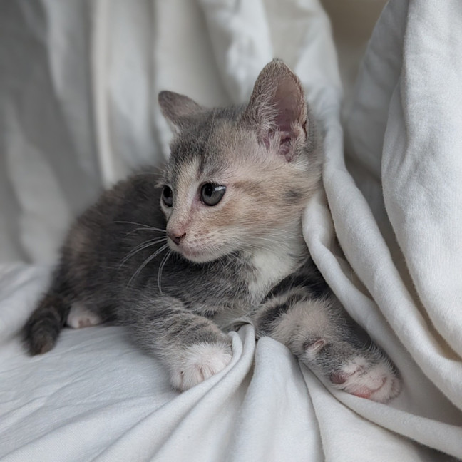 Photo of Meringue