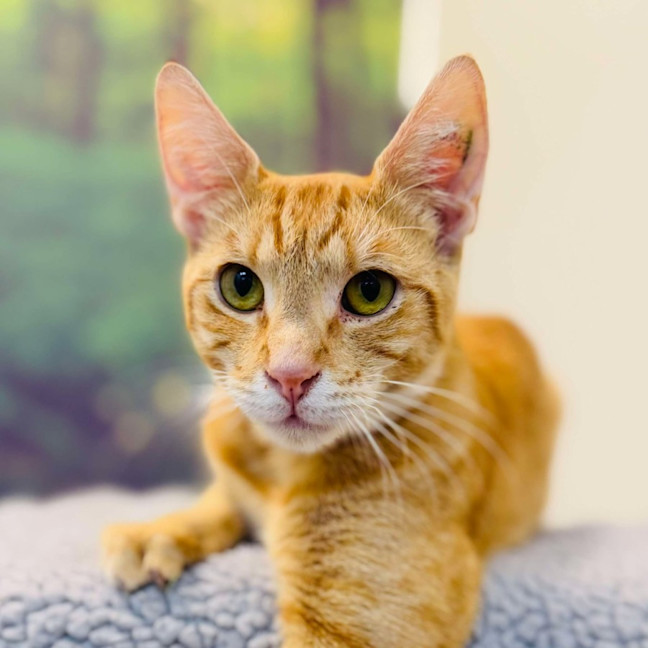 Photo of Scout   Located In Preston