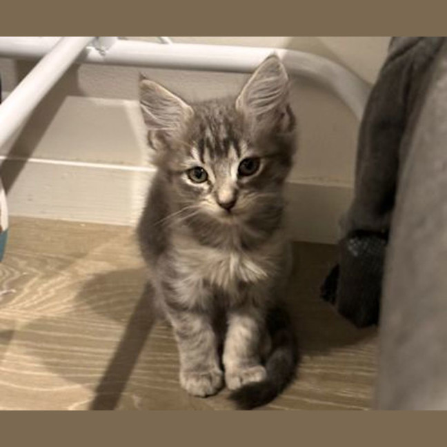 Photo of Momo