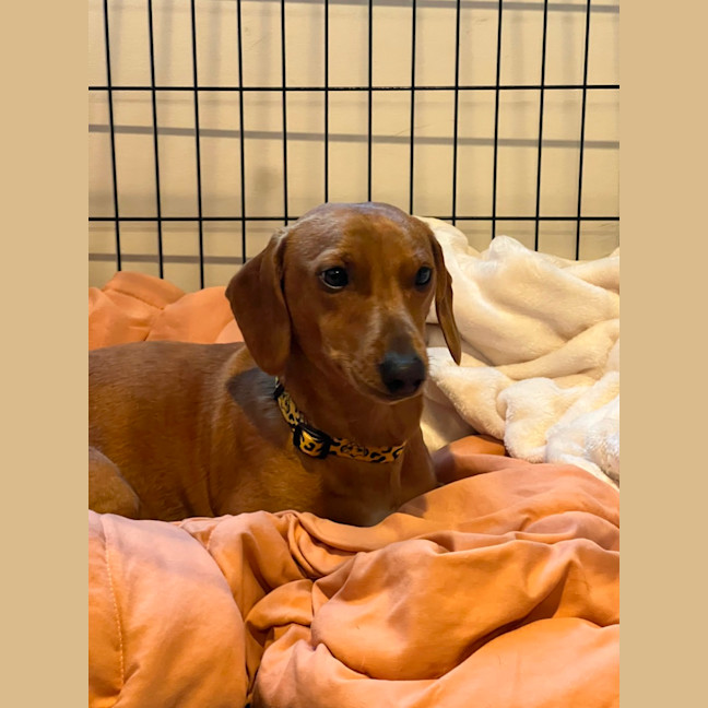 Photo of Hank The Charmer 