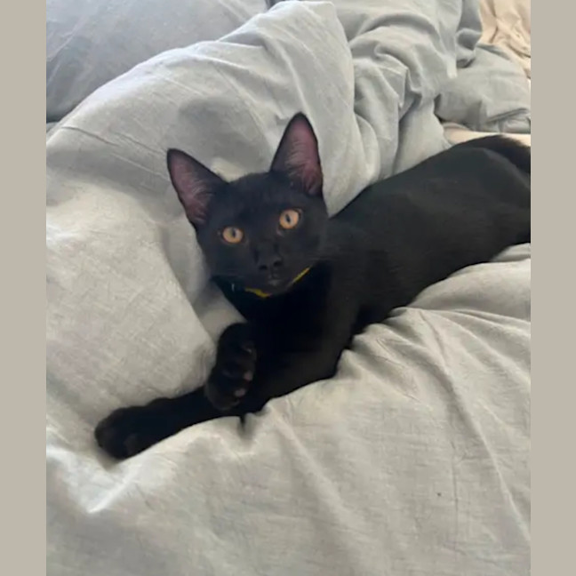 Photo of Binx And Onyx