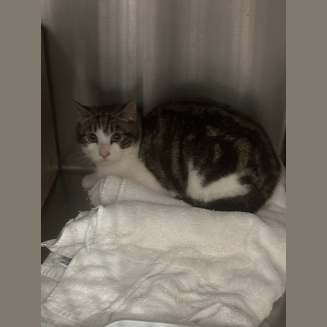 Photo of Purrcy