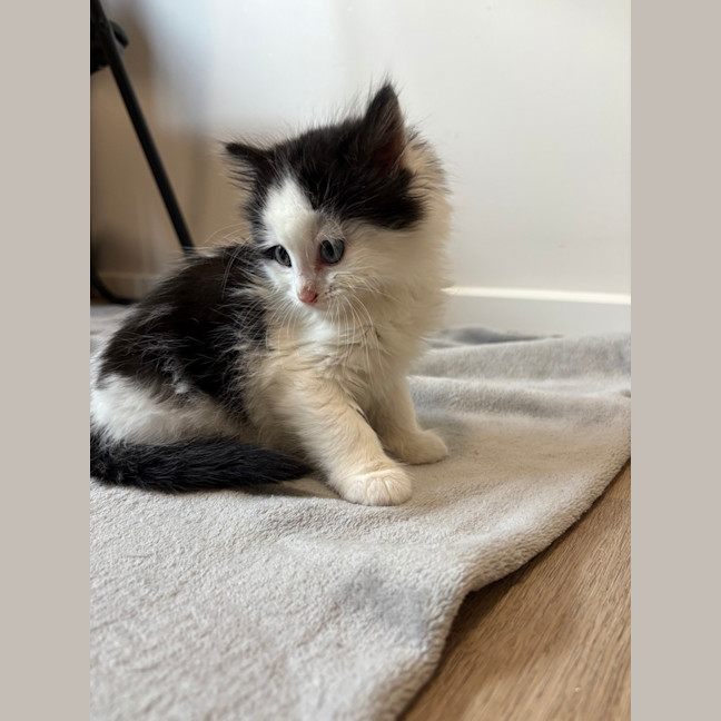 Photo of Bobby (Was Oreo)