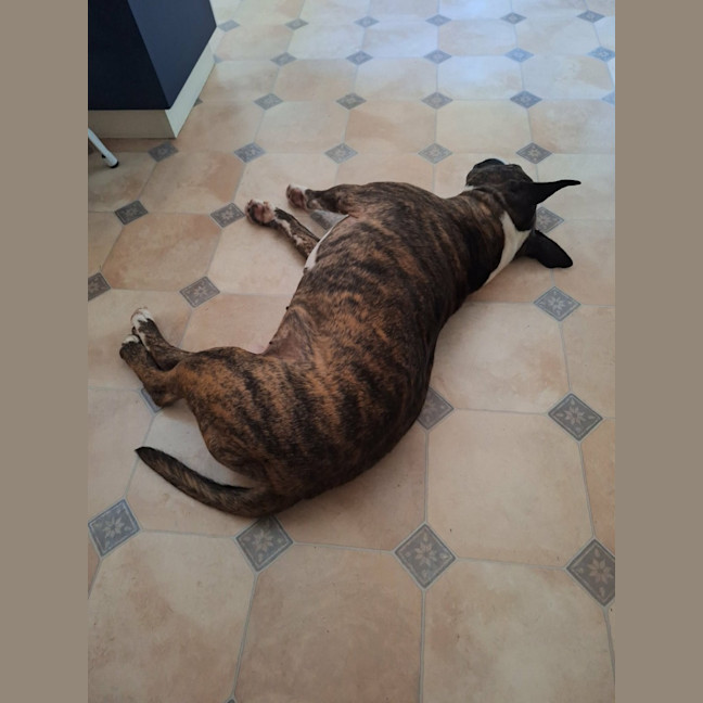 Photo of Bernie *Urgent Foster Carer Needed*