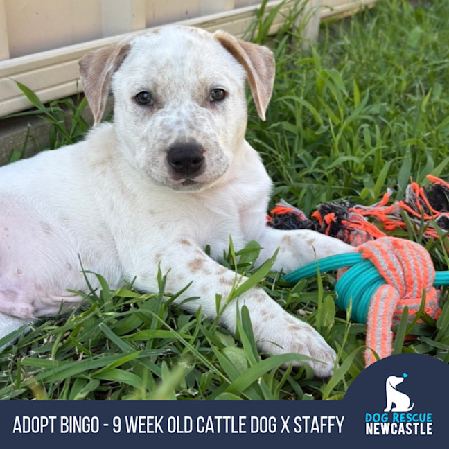 Photo of Bingo    9 Week Old Cattle Dog X