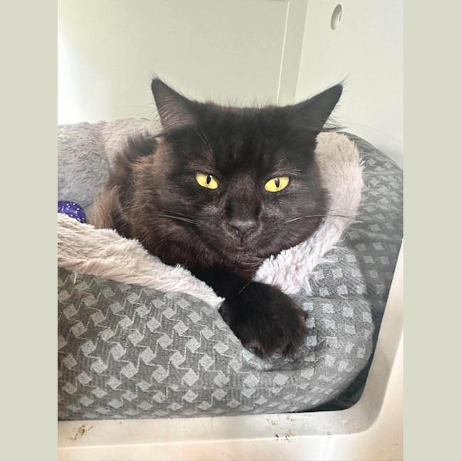 Photo of Smudge