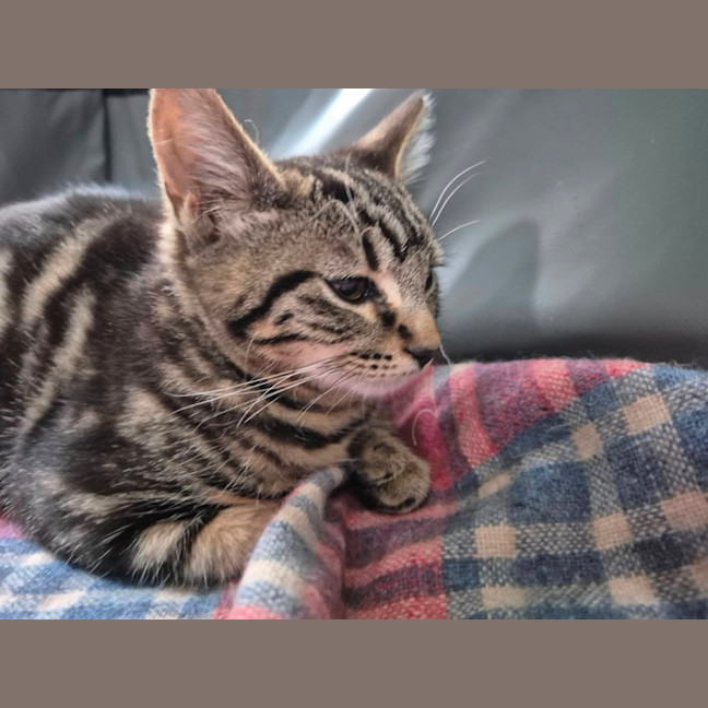 Photo of Zain ** 2nd Chance Cat Rescue**