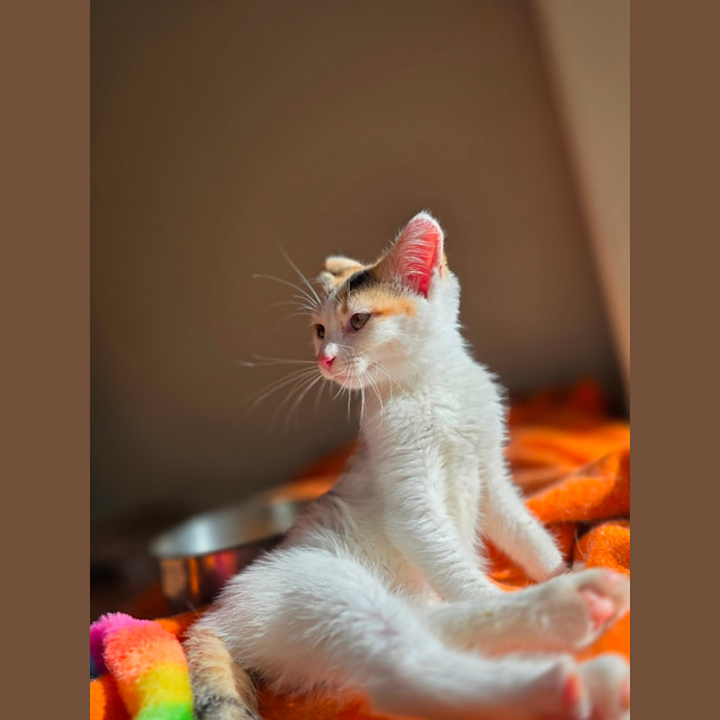 Photo of Tinkerbell