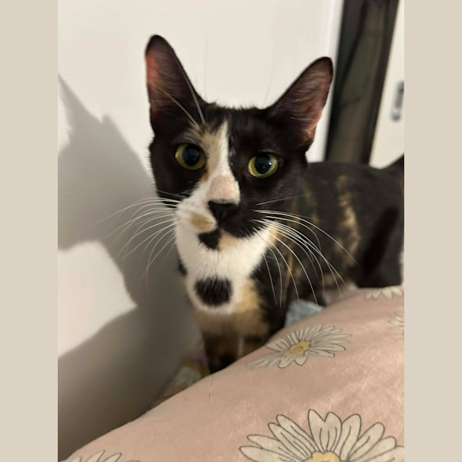 Photo of Dotti