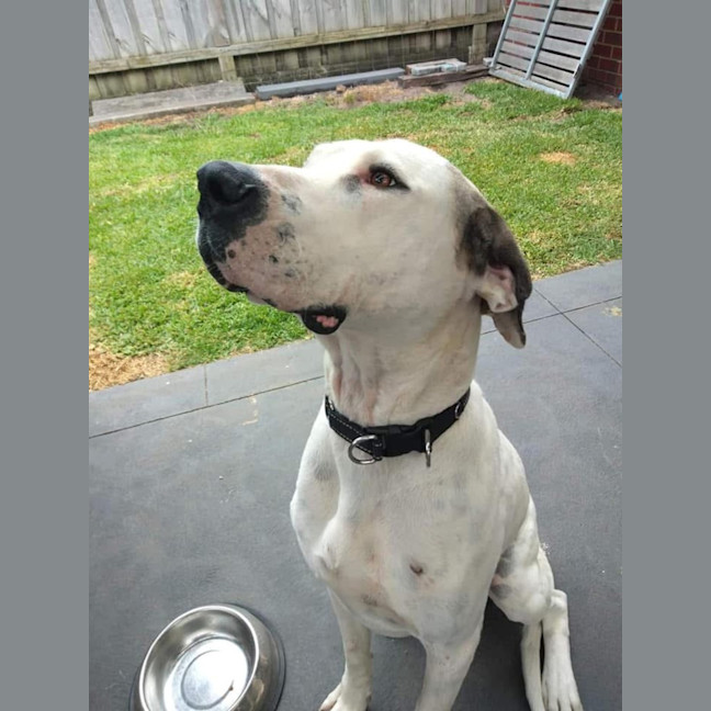 Photo of Shadow