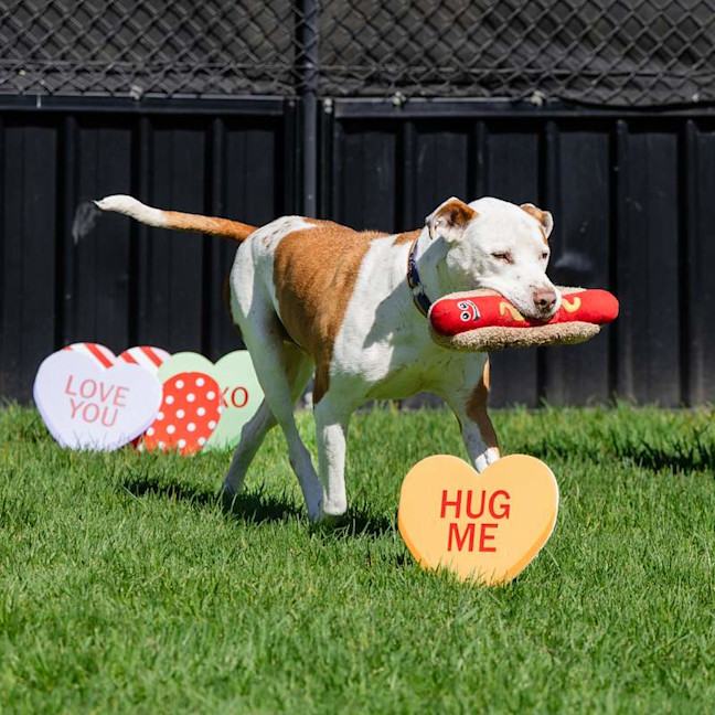 Photo of Boxa