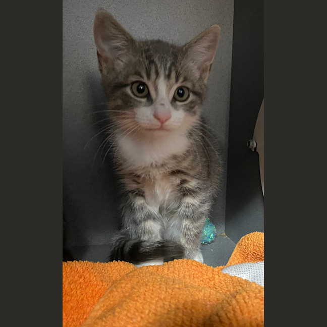 Photo of Theodore