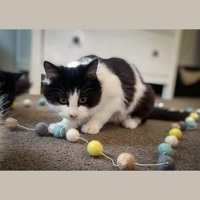 Photo of Maggie