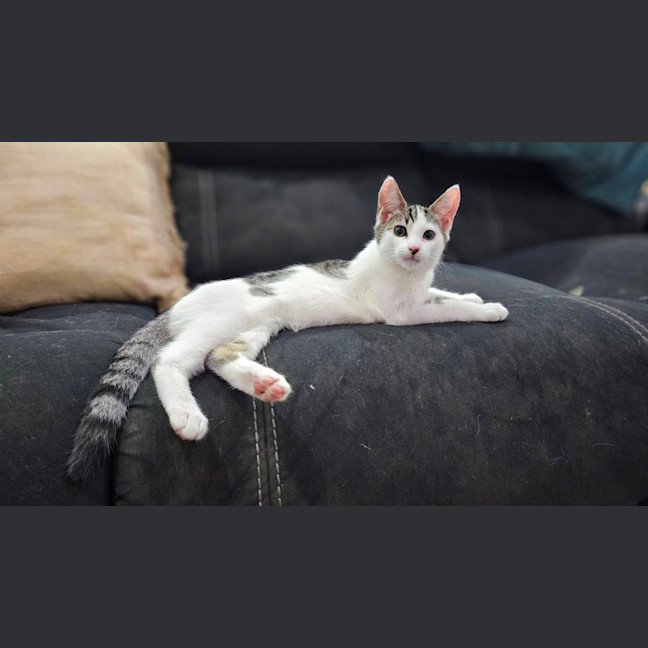 Photo of Tully