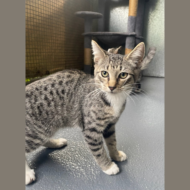 Photo of Willow