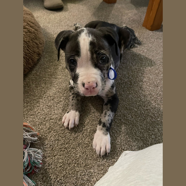 Photo of Loki   9 Week Old Catahoula X (Trial)