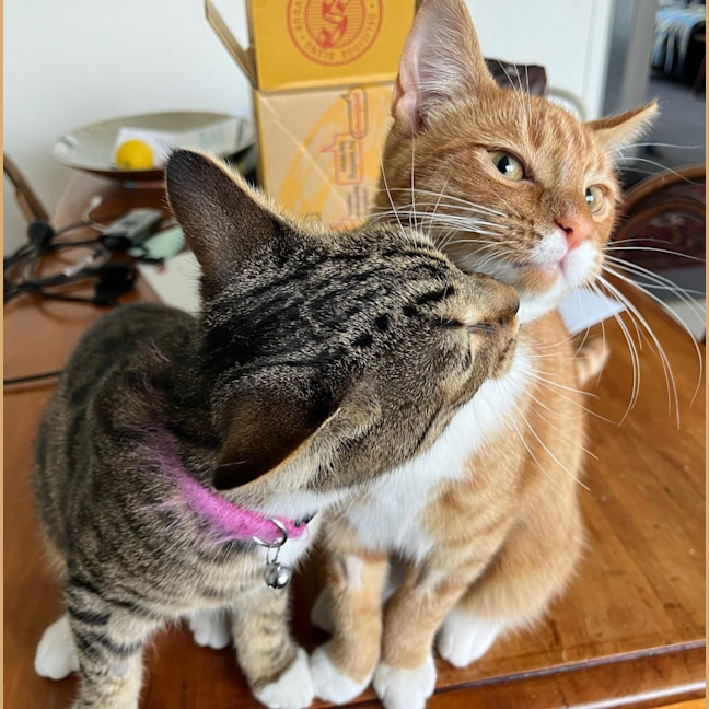 Photo of Vader & Weasley 